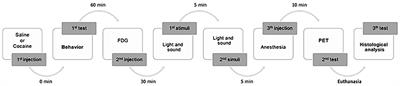 Single Low Dose of Cocaine–Structural Brain Injury Without Metabolic and Behavioral Changes